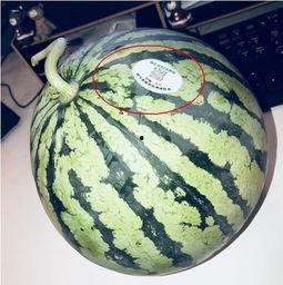 青岛的网红吃瓜,探寻岛城美食新风尚